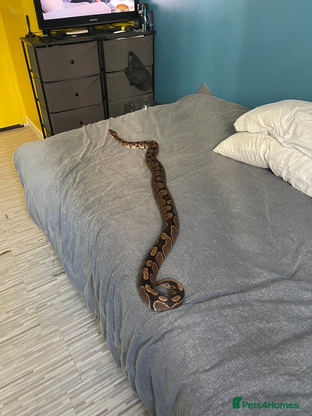 Python Snake reptiles for sale: Female Royal Python - Image 4