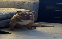 English Bulldog dogs for stud: Chocolate Merle beauty in Stafford - Image 2