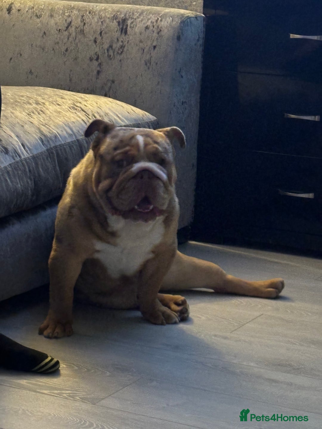 English Bulldog dogs for stud: Chocolate Merle beauty in Stafford - Image 2