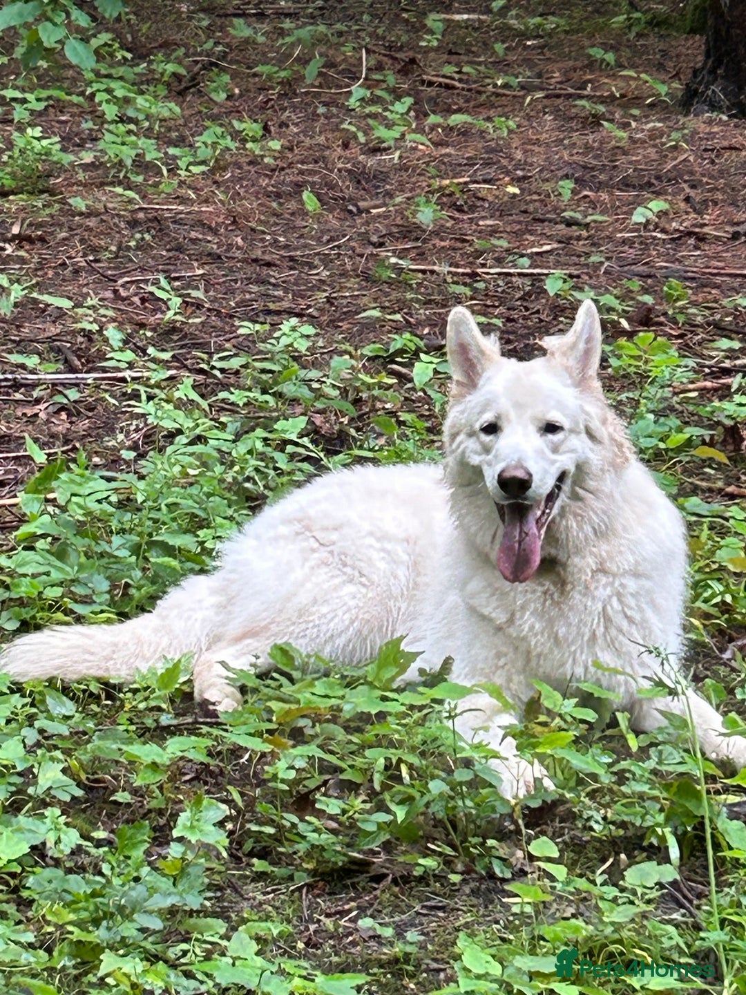 German Shepherd dogs for stud: For Stud only -Long haired White German Shepherd - Advert 1