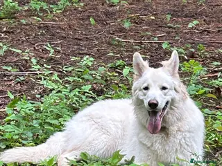 German Shepherd dogs For Stud only -Long haired White German Shepherd - Advert 5