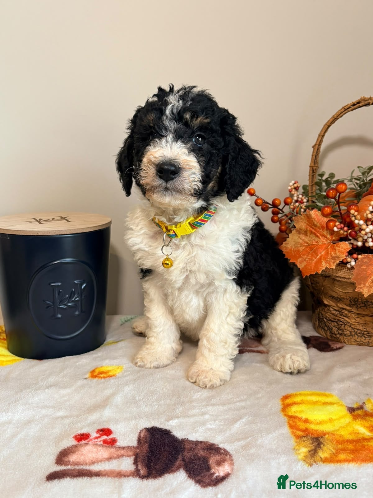 Bernedoodle dogs for sale: F1b health tested bernedoodle pups - Advert 2