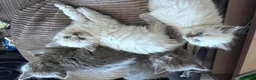 Mixed Breed cats for sale: Kittens - Advert 18