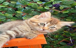 Ragdoll cats for sale: RARE full RAGDOLL BABYS  - Image 18