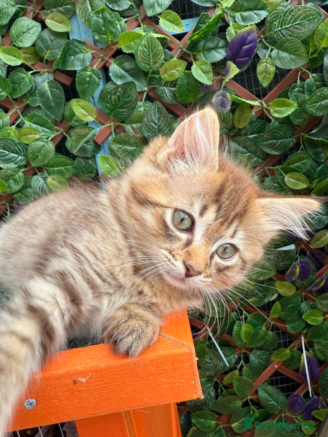 Ragdoll cats for sale: RARE full RAGDOLL BABYS  - Image 18