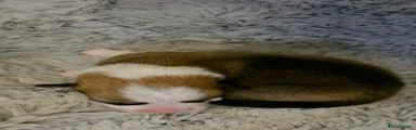Welsh Corgi Pembroke Puppy 3