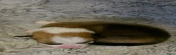 Welsh Corgi Pembroke dogs for sale: Corgi Puppies for Loving Homes – 1 Male, 2 Females - Advert 4