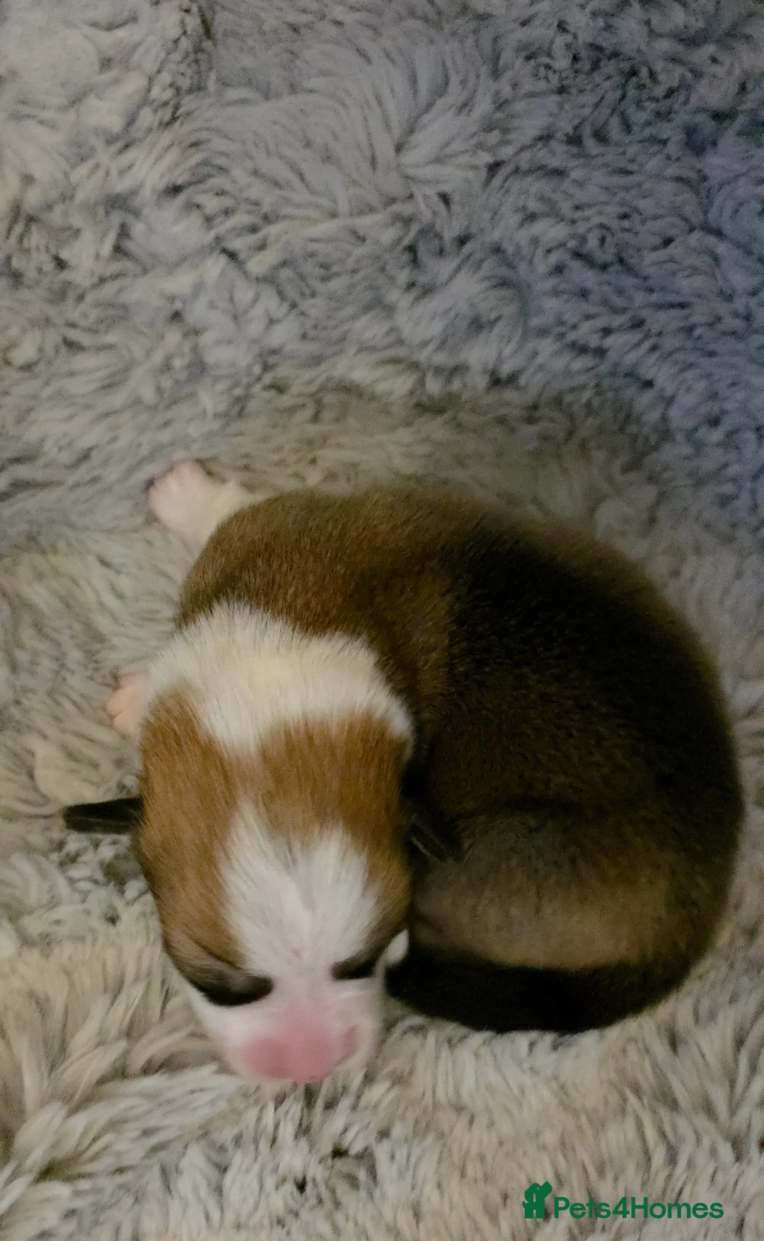 Welsh Corgi Pembroke dogs for sale: Corgi Puppies for Loving Homes – 1 Male, 1 Females - Advert 27