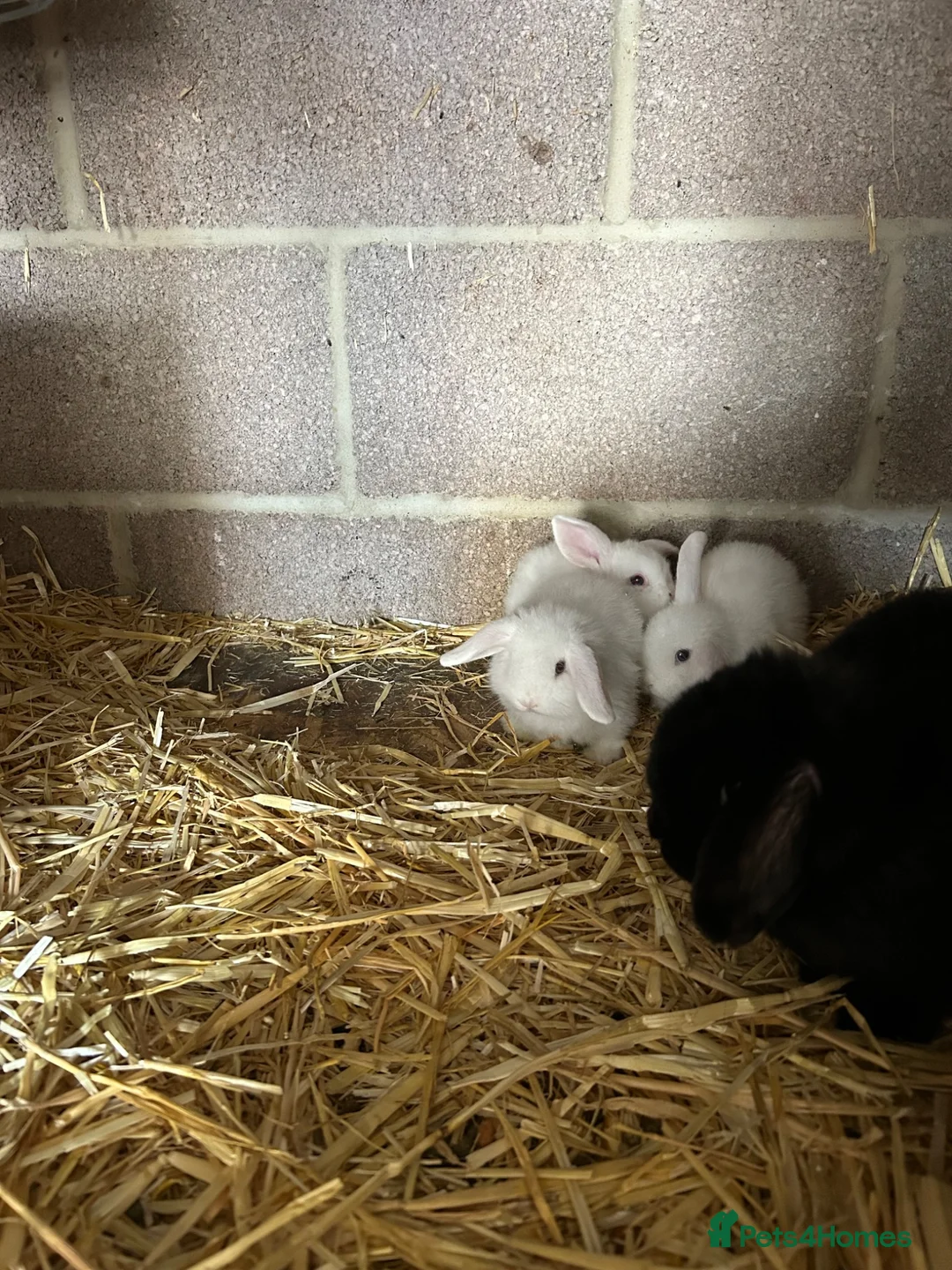 Mini Lop rabbits for sale: Mini lops - Advert 2