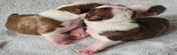 Boston Terrier dogs for sale: Beautiful Boston terrier pups  - Advert 2