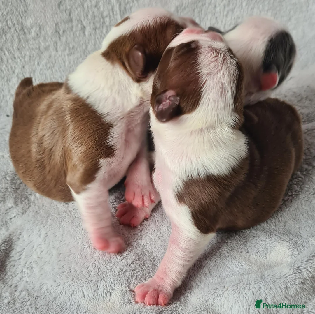 Boston Terrier dogs for sale: Beautiful Boston terrier pups  - Advert 2