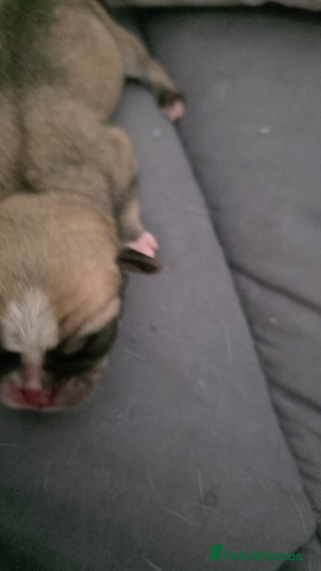 Pug dogs for sale: Kc registered rare colours  - Advert 14