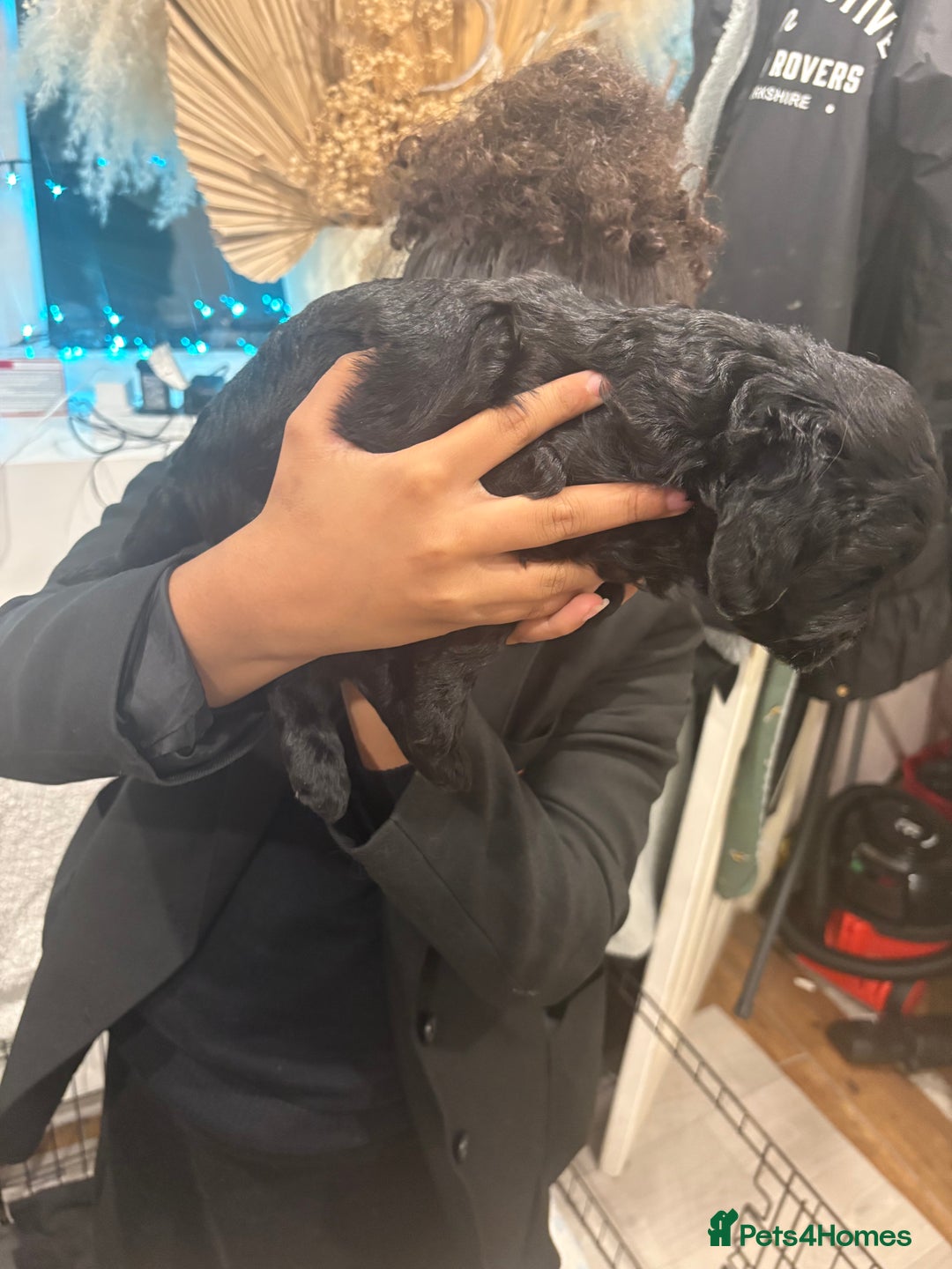 Cockapoo dogs for sale: Gorgeous Litter  - Advert 10