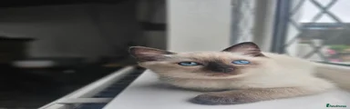Siamese 