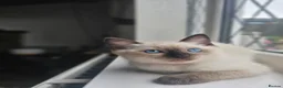Siamese cats for sale: Beautiful Ragamese girl - Advert 8