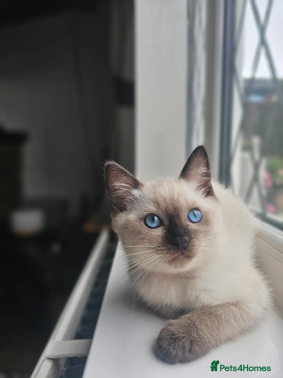 Siamese cats for sale: Beautiful Ragamese girl - Advert 8