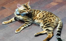 Bengal cats for stud: For Sale Amazing Stud Bengal Male TICA reg litters in Durham - Image 3
