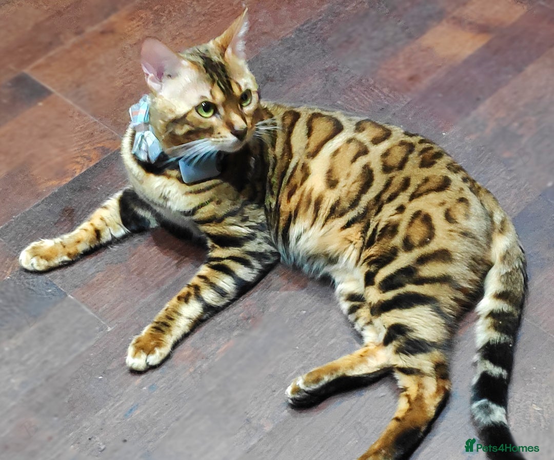 Bengal cats for stud: For Sale Amazing Stud Bengal Male TICA reg litters in Durham - Image 3