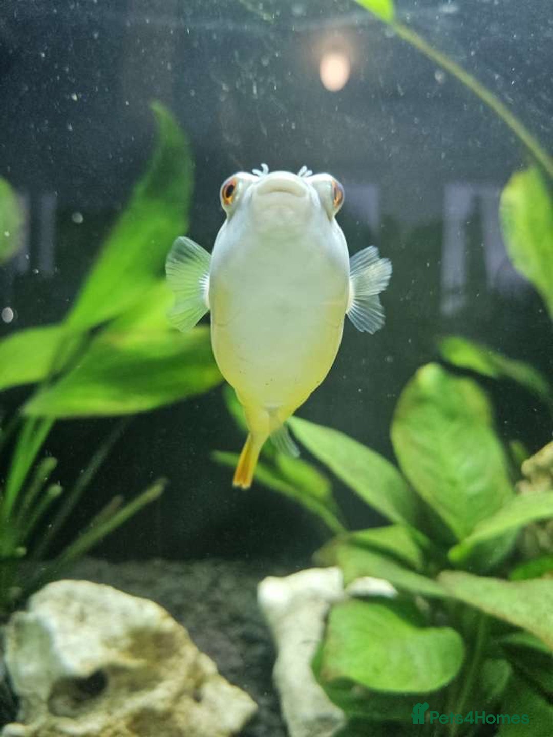 Pufferfish fish for sale: Fahaka puffer fish  - Image 8