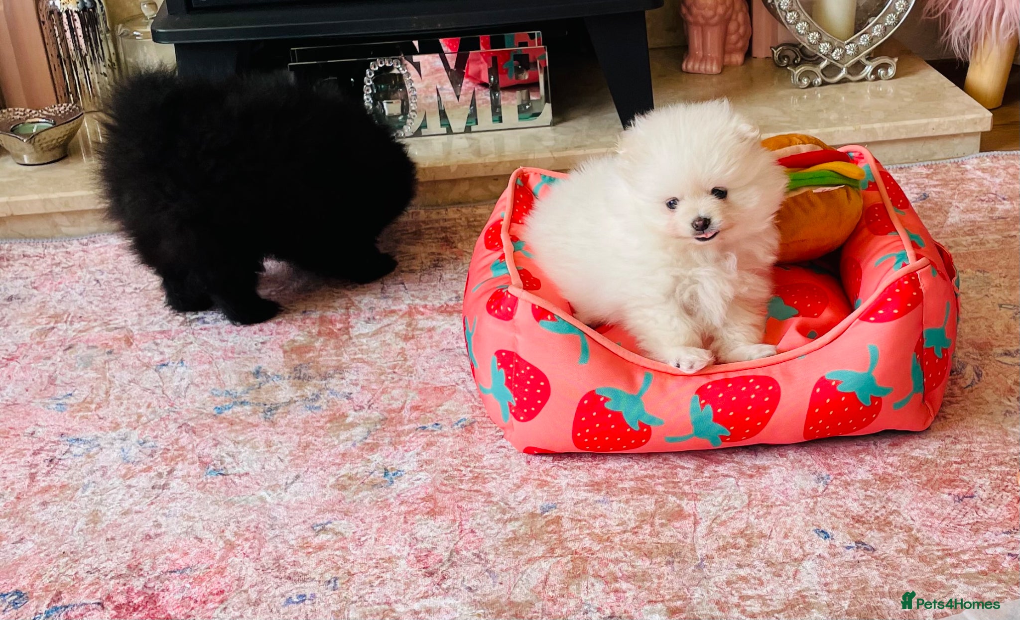 Pomeranian dogs ⭐️Ready now⭐️ Kc Teddy Bear Pomeranians💙 - Advert 1