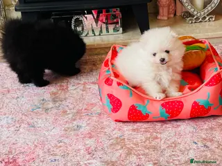 Pomeranian dogs ⭐️Ready now⭐️ Kc Teddy Bear Pomeranians💙 - Advert 5