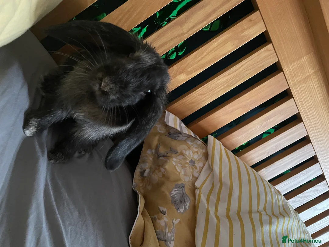 Mixed Breed rabbits for sale: Kevin the sweetest boy😢 - Advert 5