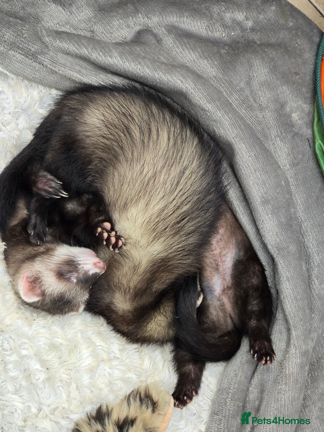 Ferret rodents for sale: Two girls  - Advert 2