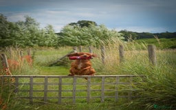 Cocker Spaniel dogs for sale: 6 Show type cocker spaniel puppies  - Image 7