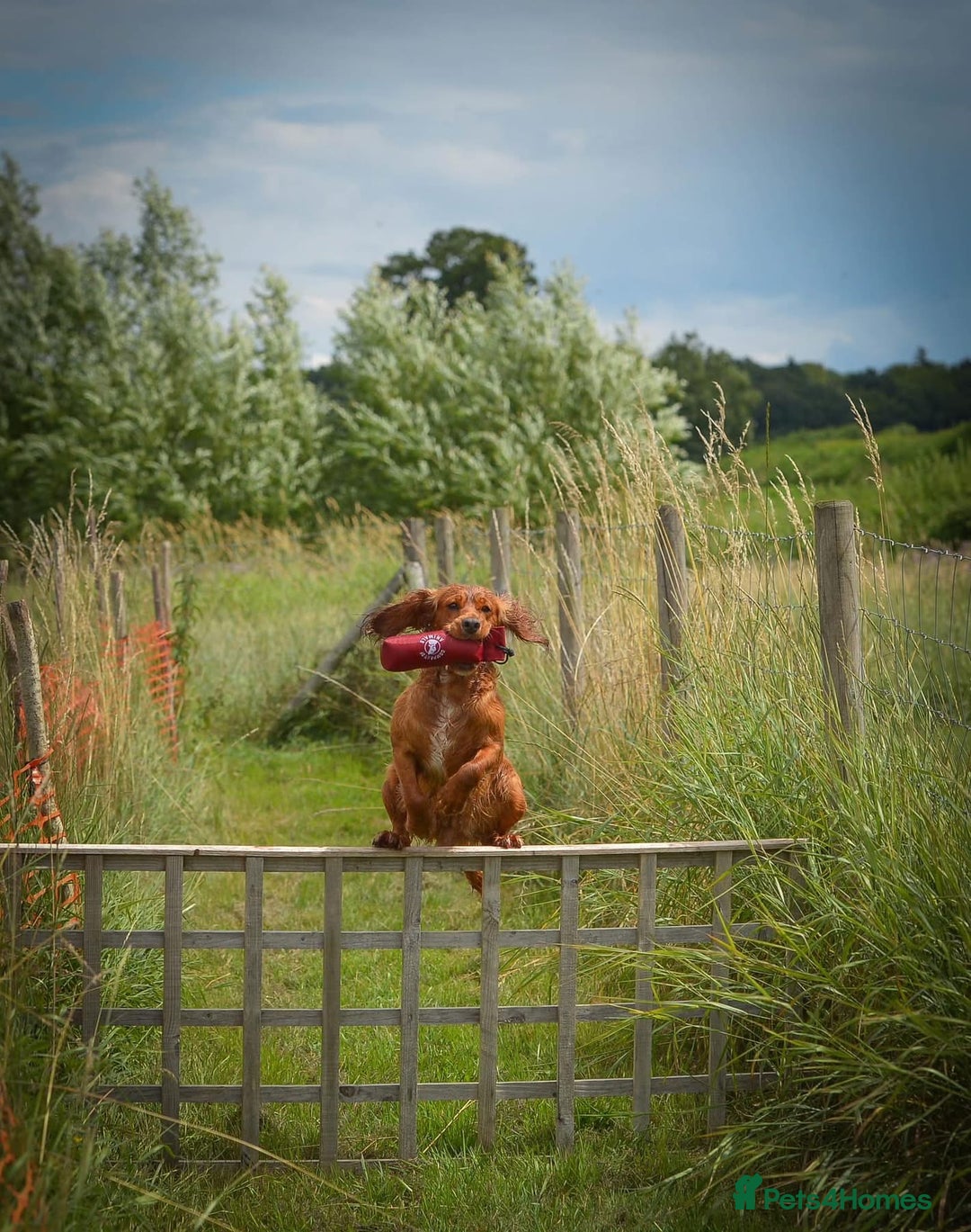 Cocker Spaniel dogs for sale: 6 Show type cocker spaniel puppies  - Image 7