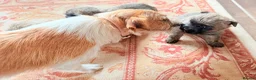 Cairn Terrier dogs for sale: Stunning KC reg cairn terrier pups  - Advert 8