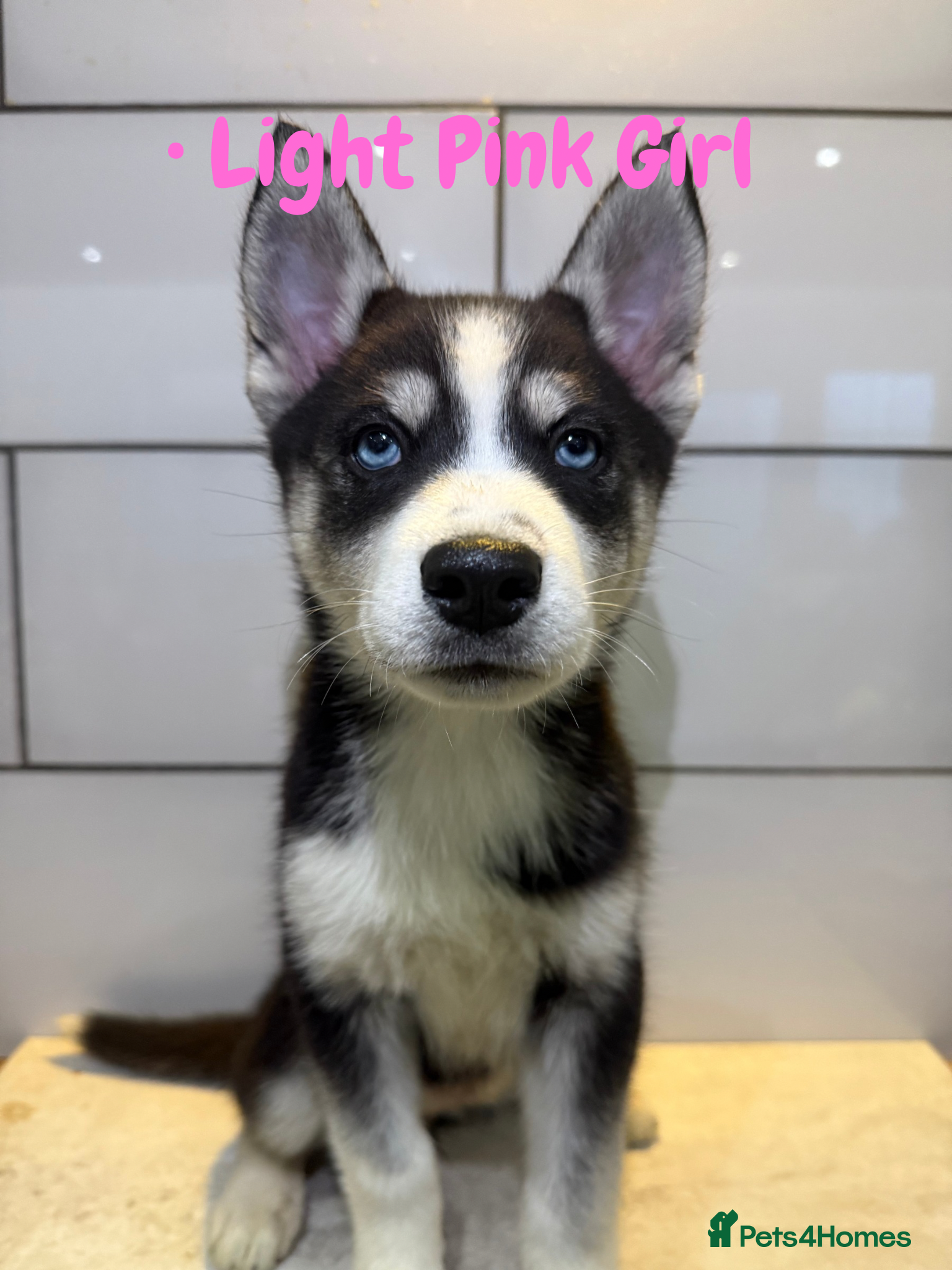 Siberian Husky dogs Husky Puppies 🩵🩷 - Advert 3
