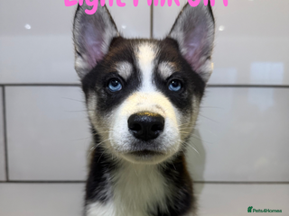 Siberian Husky dogs Husky Puppies 🩵🩷 - Advert 8
