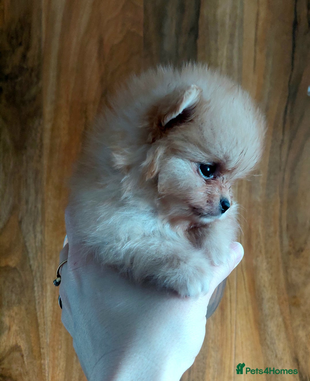 Pomeranian dogs for sale: Pomeranian puppies  - Advert 29