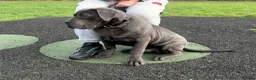 Cane Corso dogs for sale: KOBA Strajano Cereberus Cane Corso 9months old in Nottingham - Advert 3