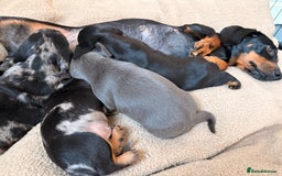 Miniature Dachshund dogs for sale: Miniature Dachshund - Advert 9