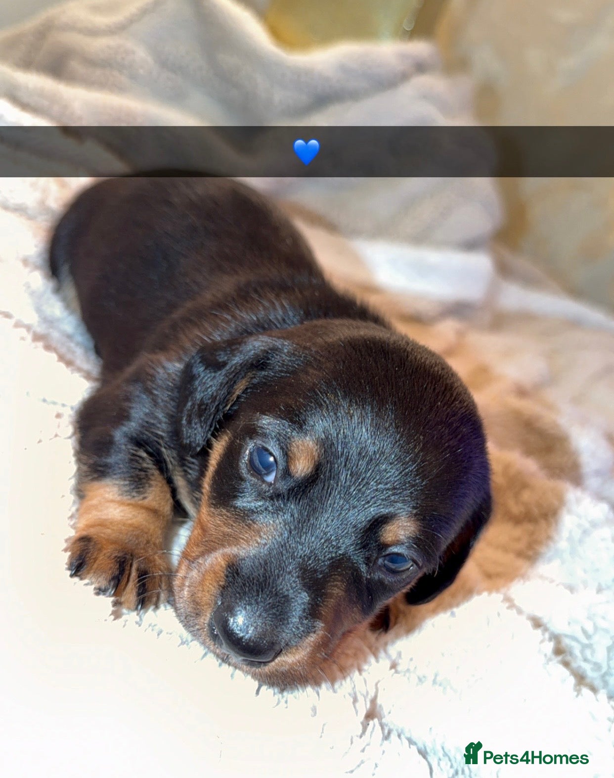 Dachshund Puppy 8