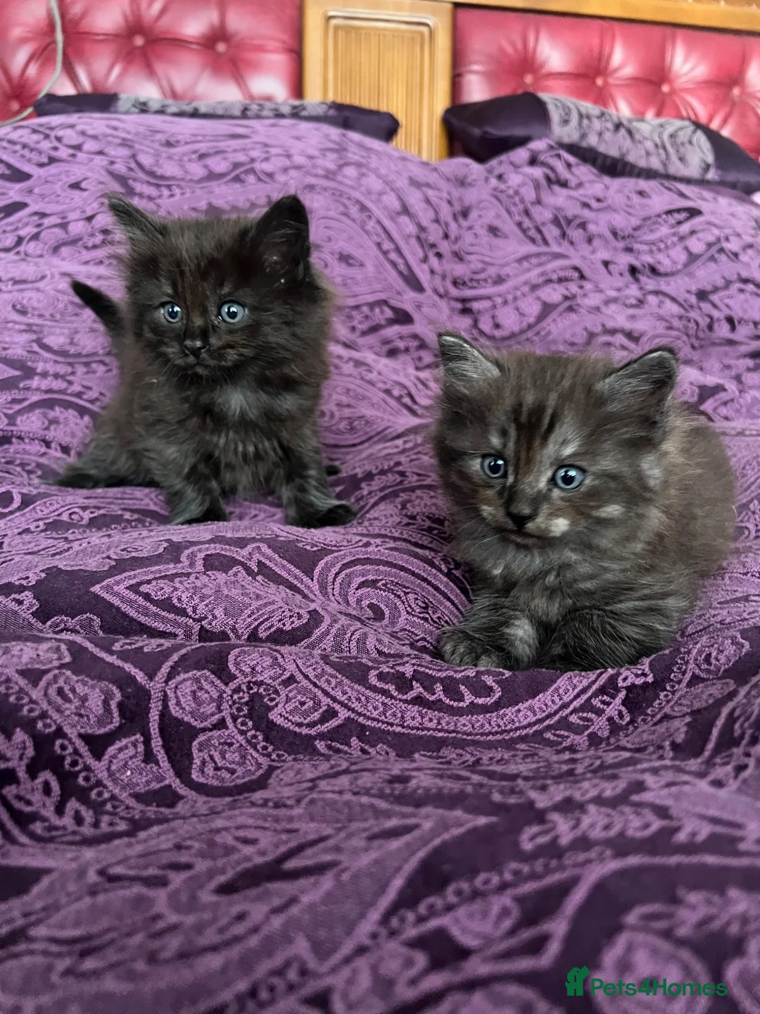 Ragdoll cats for sale: 🥰🥰🥰 - Advert 2