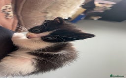 Ragdoll cats for sale: Ragdoll mix kittens - Image 8