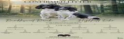 English Springer Spaniel dogs for sale: KC registered heavily marked springers in Hook - Advert 5