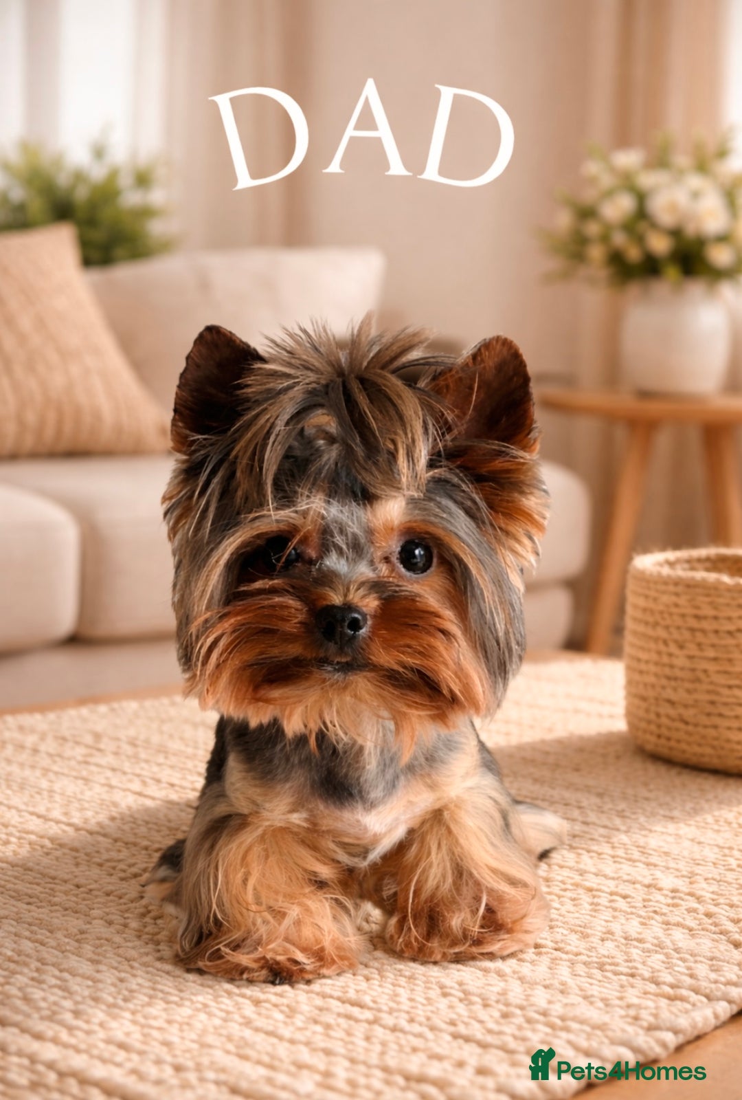 Yorkshire Terrier dogs for sale: ❣️❣️❣️ Miniature Yorkshire Terriers – 4 Boys ❣️❣️ - Advert 3