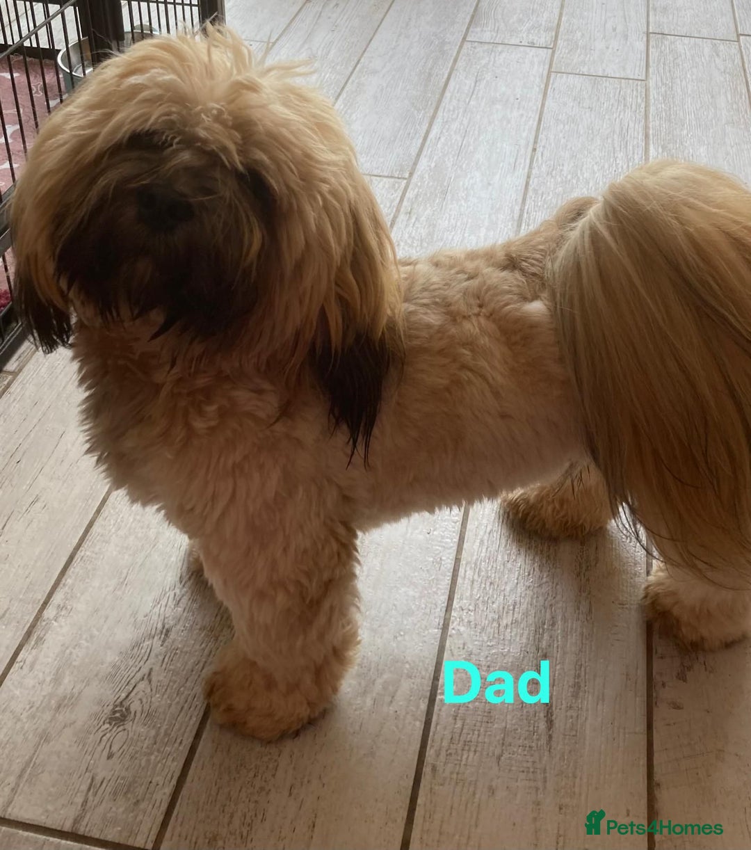 Lhasa Apso dogs for sale: Four Adorable Lhasa Apso Pups KC reg GPRA Clear - Advert 14