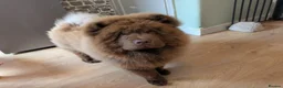 Chow Chow dogs for sale: Male Chow Chow looking for a new home - Advert 8