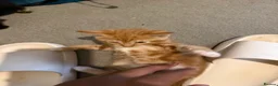 Mixed Breed cats for sale: Beautiful ginger kittens for SALE in Bradford - Advert 28