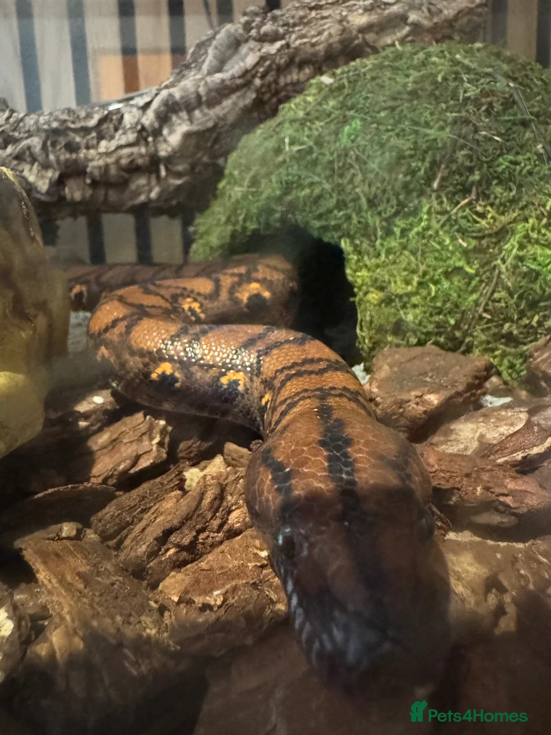 Boa Snake reptiles for sale: Brazilian rainbow boa constrictor  - Advert 3