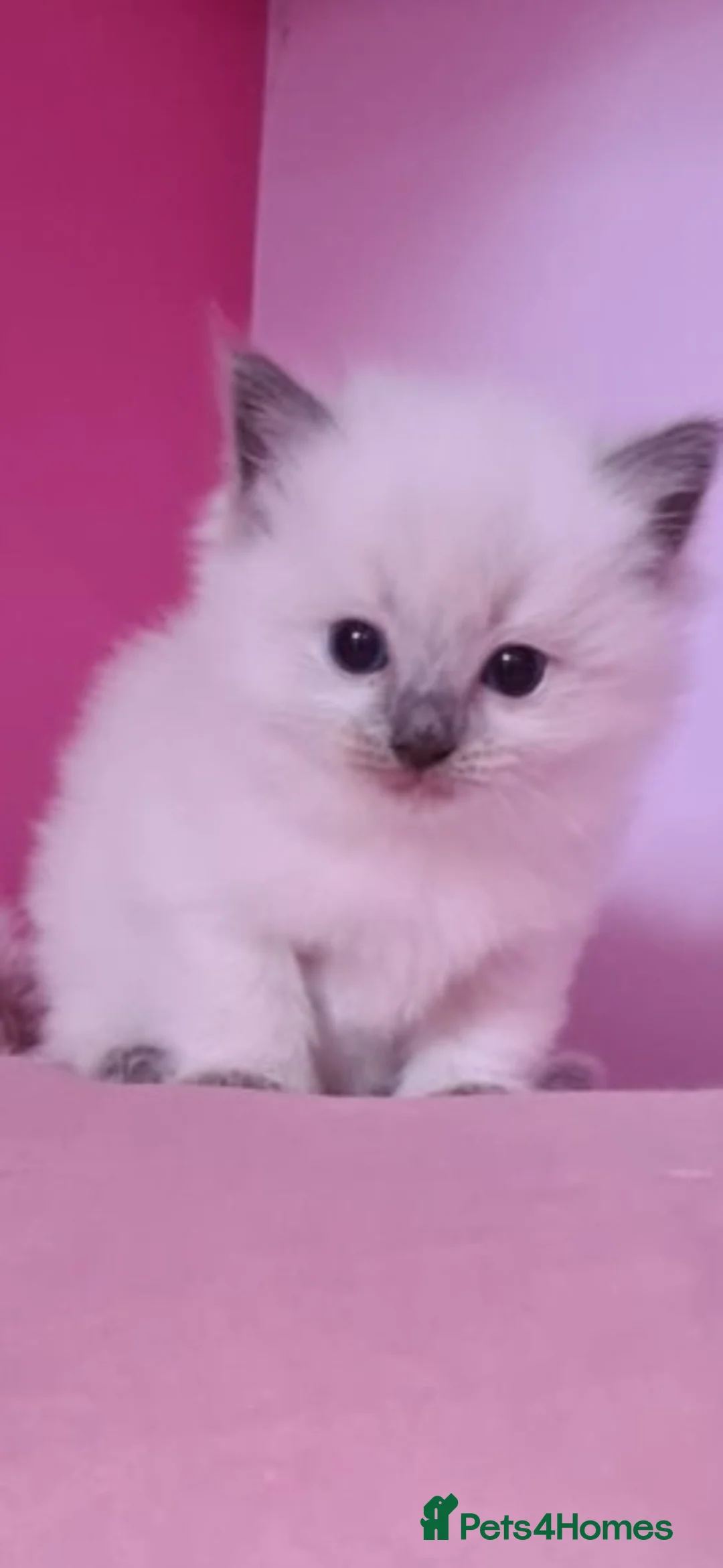 Ragdoll cats for stud: VERY LARGE PROVEN STUD kittens available  in Brighouse - Advert 4