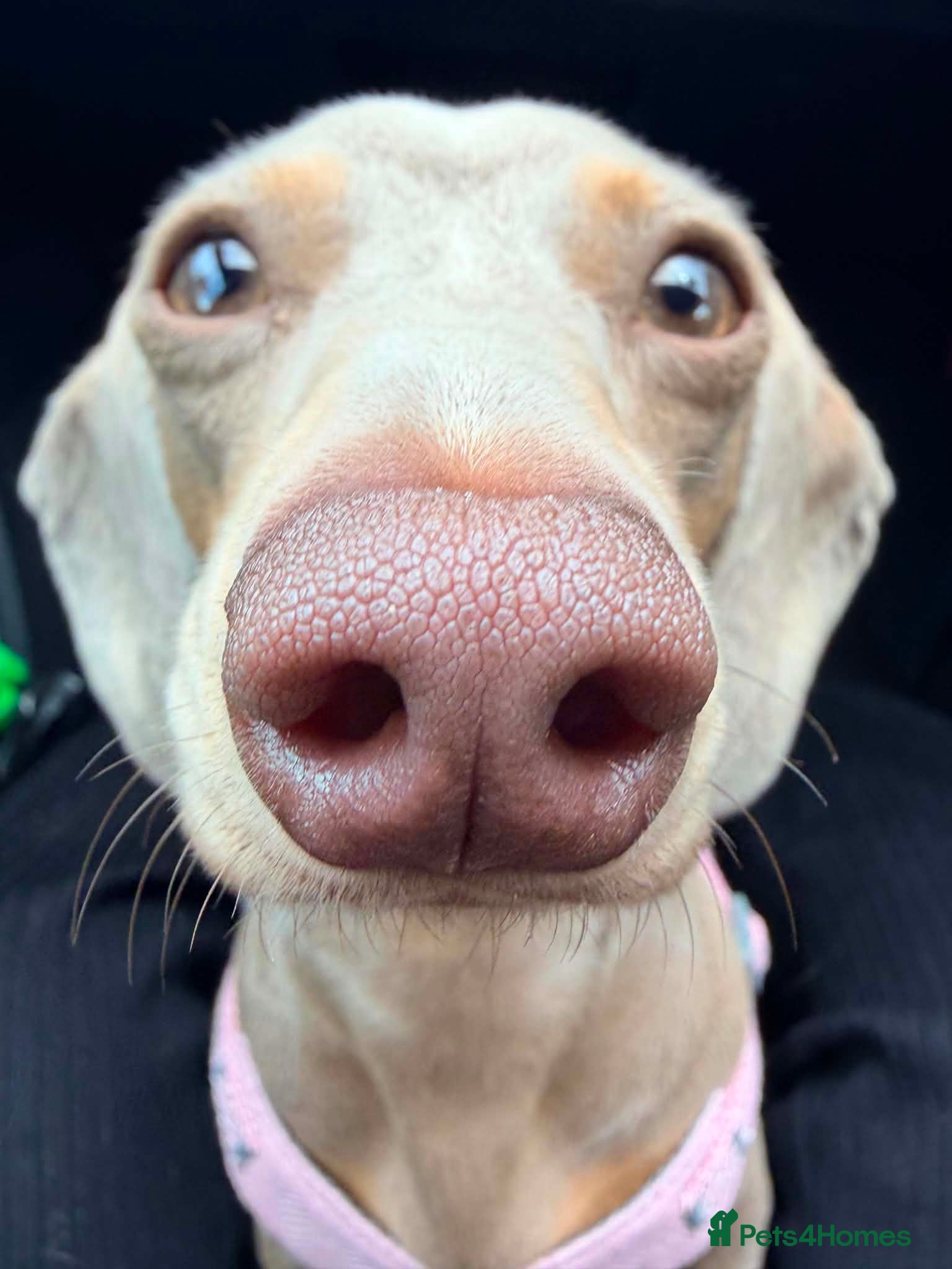 Miniature Dachshund dogs Looking for a permanent home  - Advert 1