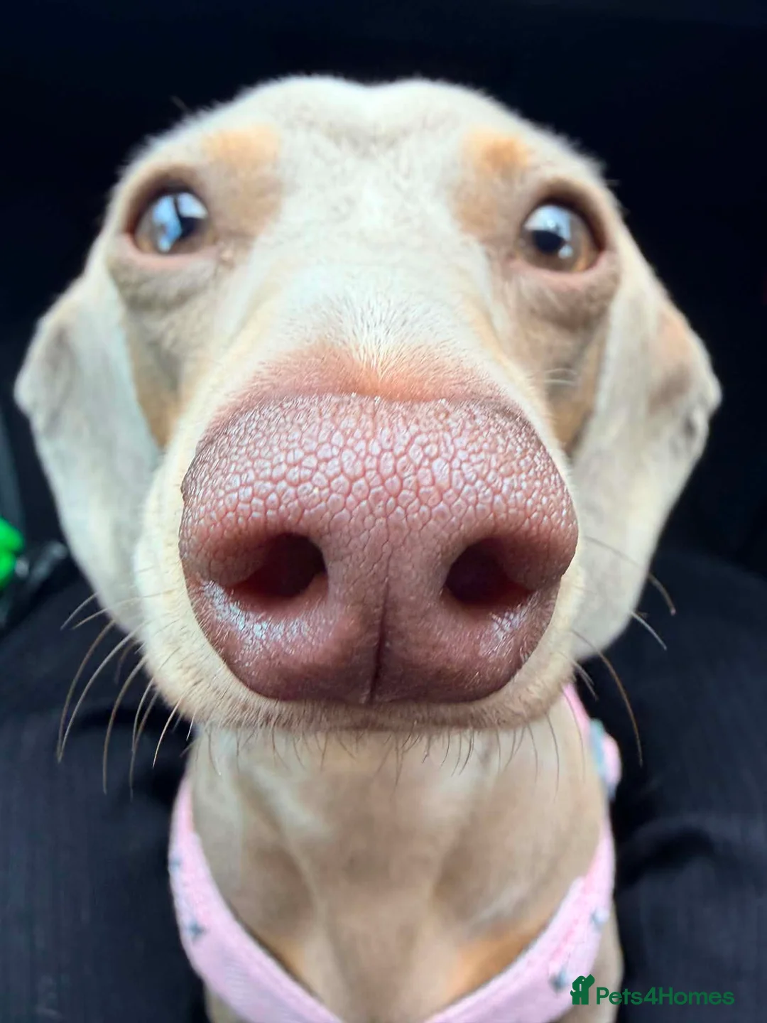 Miniature Dachshund dogs for sale: Looking for a permanent home  - Advert 1