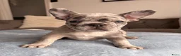 French Bulldog dogs for sale: Ready to go! 3 french bulldog puppies left - Advert 21