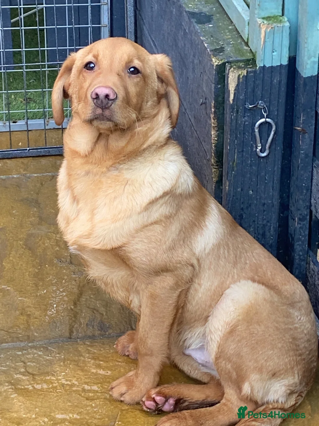 Labrador Retriever dogs for sale: Working Labrador  - Advert 5