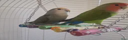 Lovebirds birds for sale: Lovebirds seeking new home 🫪 - Advert 2